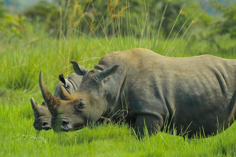 Two rhinos (Big Five) in lush grass in Uganda