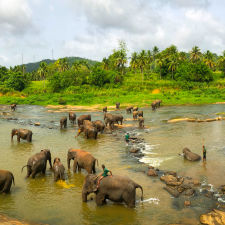 Asian elephants in river in Sri Lanka