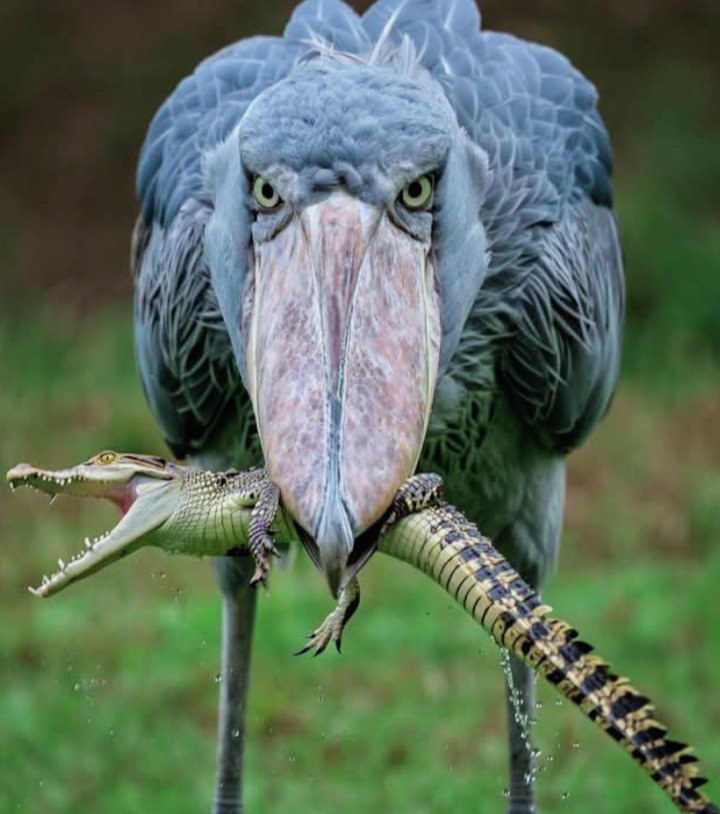 The Shoebill is a large, prehistoric-looking bird with a massive shoe-shaped bill, piercing eyes, and statuesque posture—often seen motionless in African swamps