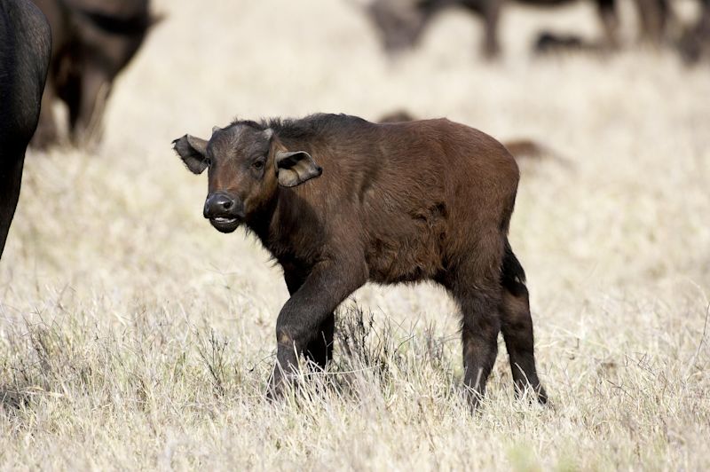 African Buffalo, syncerus caffer, Calf standing on Dry Grass, Hell's Gate Park in Kenya