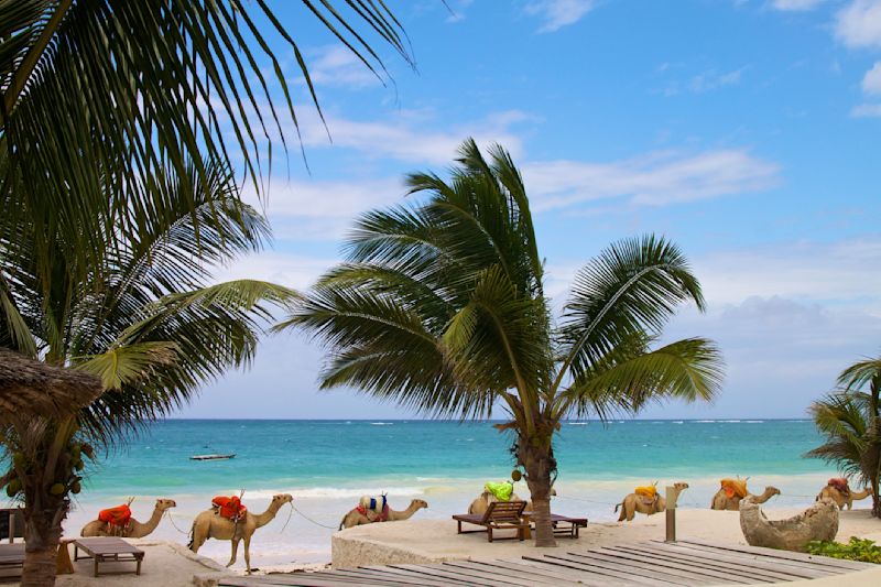 Camels walking along white sand Diani Beach near Mombasa, Kenya