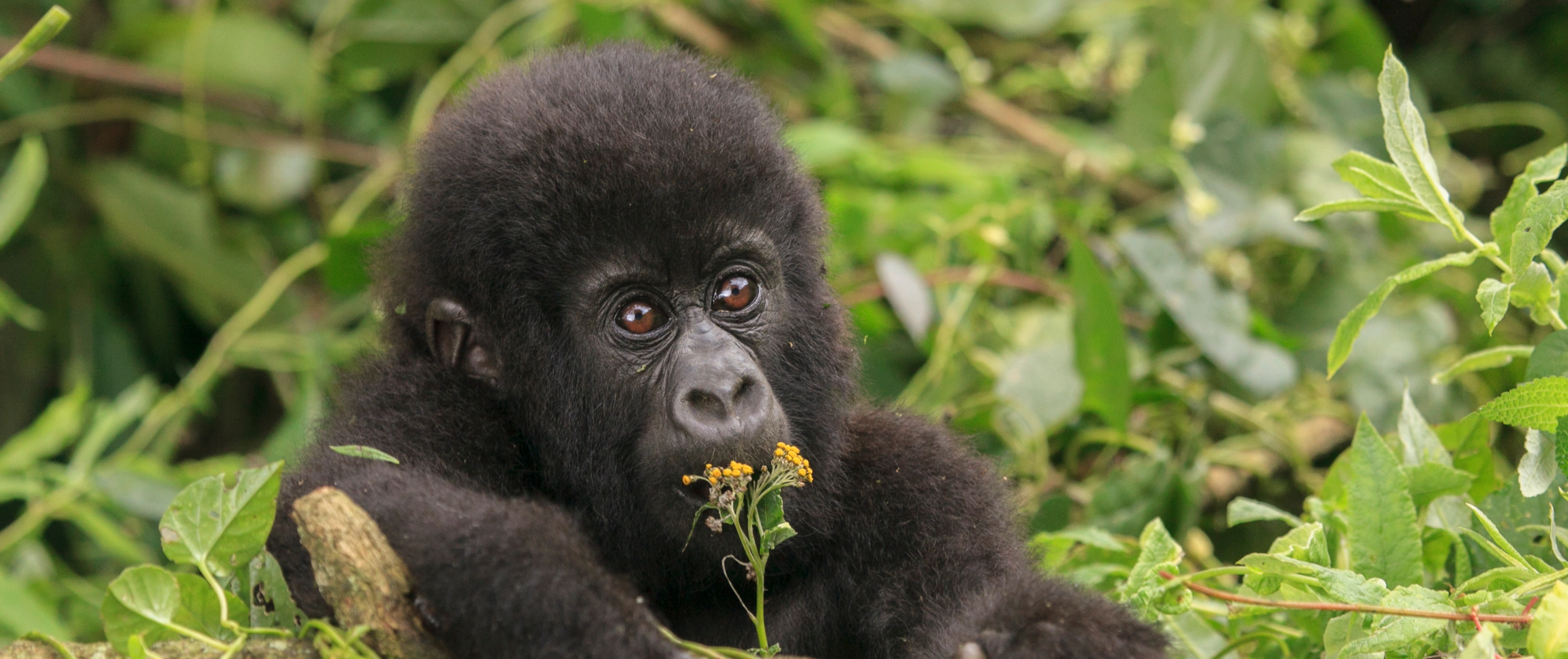 Baby gorilla