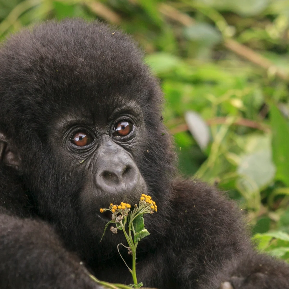 Baby gorilla