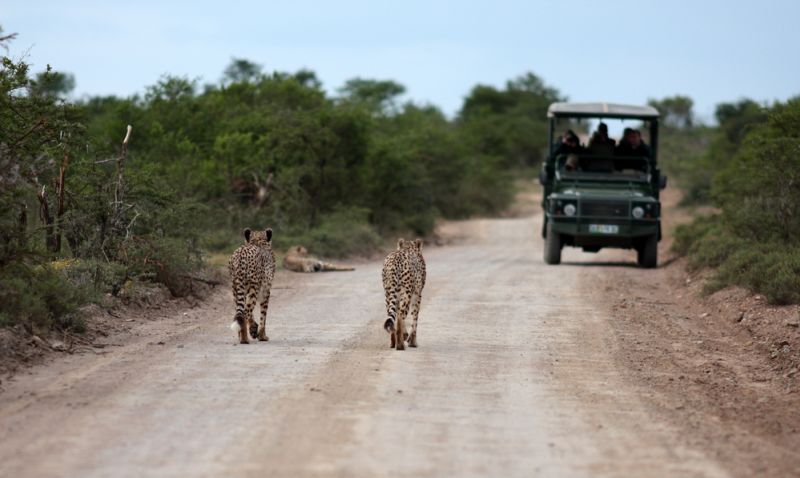 Cheetahs walking on road with 4X4 safari vehicle