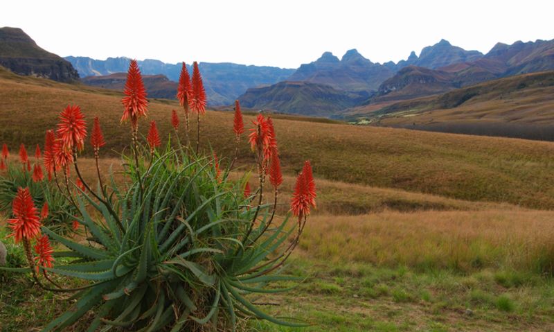 Aloes and Drakensberg in Cathederal Peak area, Ukhahlamba World Heritage Site
