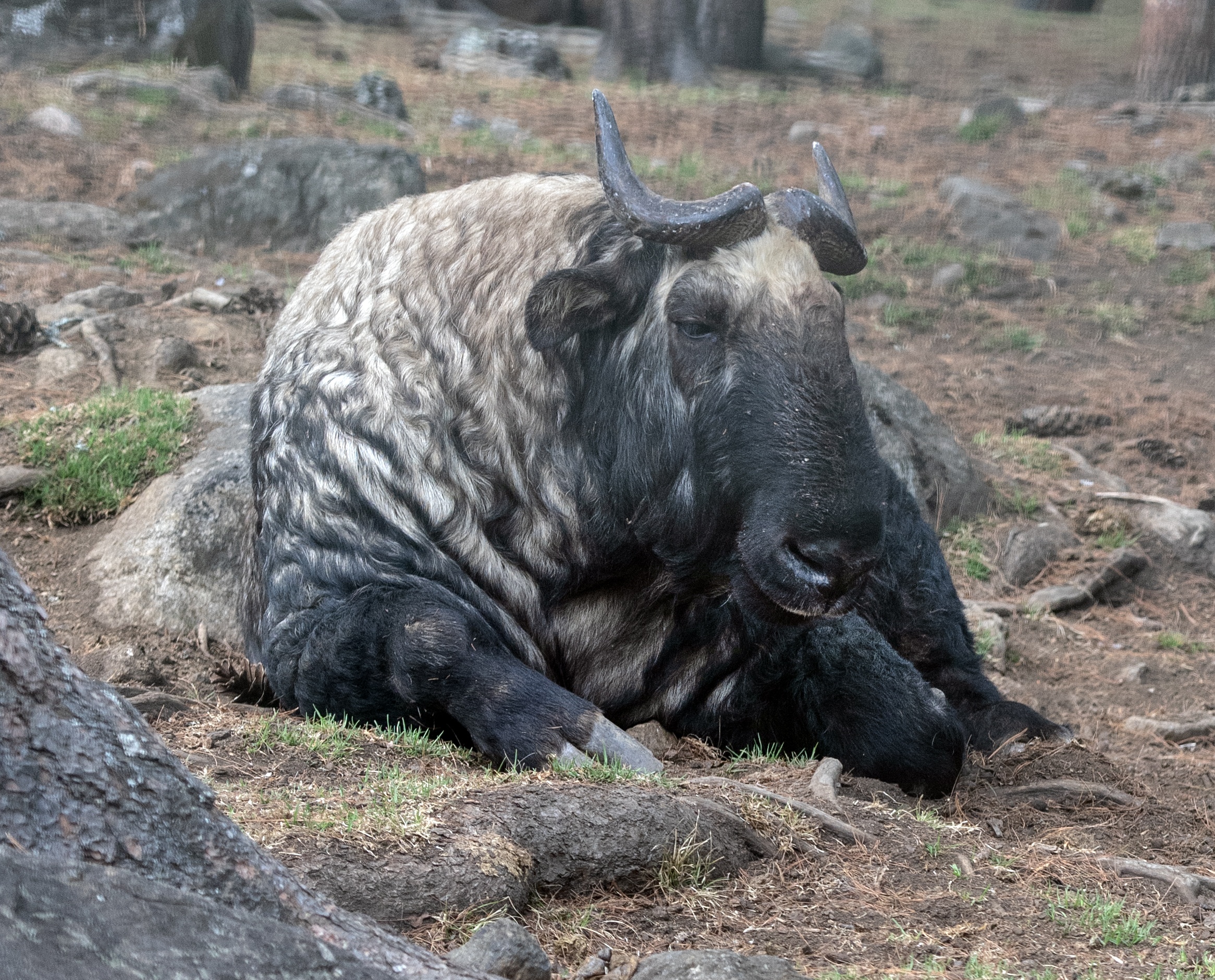 Bhutan takin seated on ground