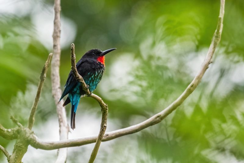 Black Bee-eater - Merops gularis, beautiful colored rare bird from African forests, Kibale forest, Uganda.