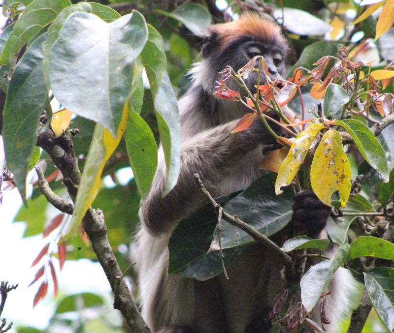 Seraina. Uganda red colobus monkey