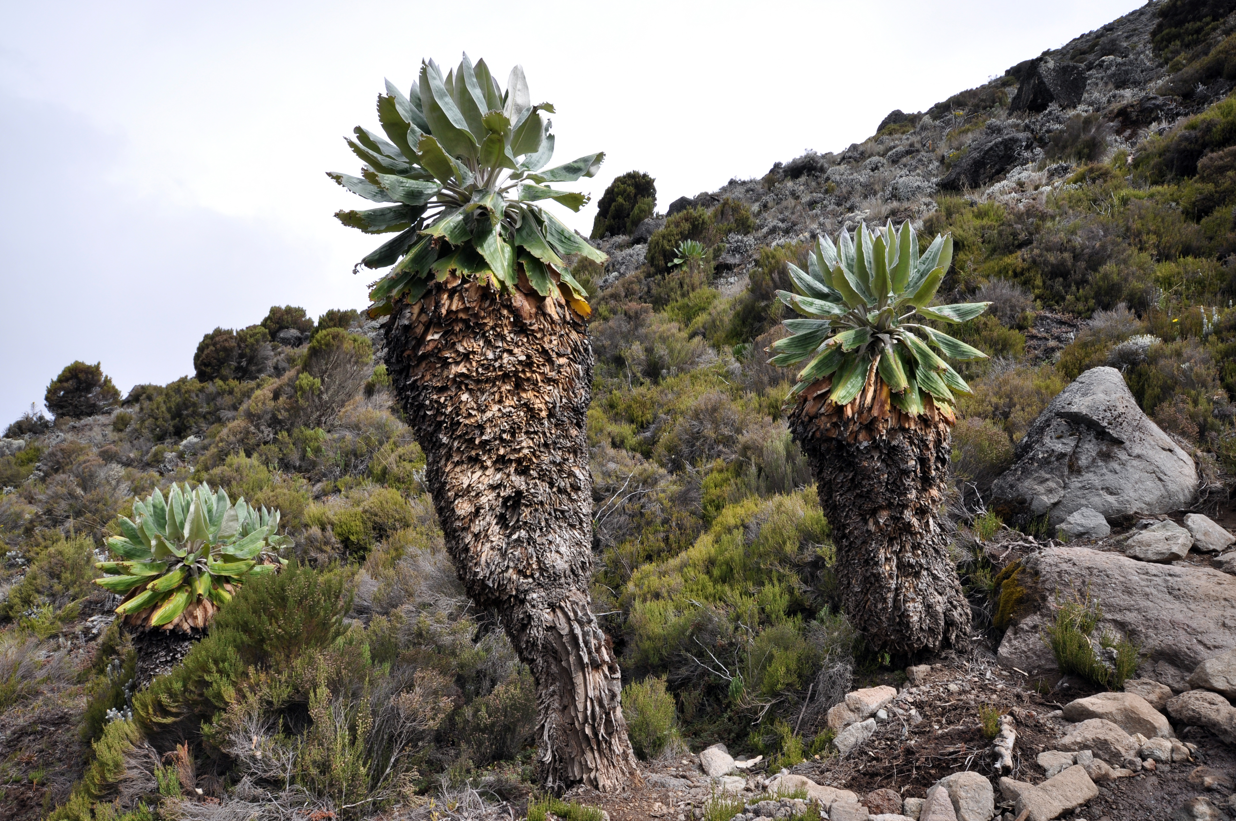 microscopic mosses and lichen mount kilimanjaro