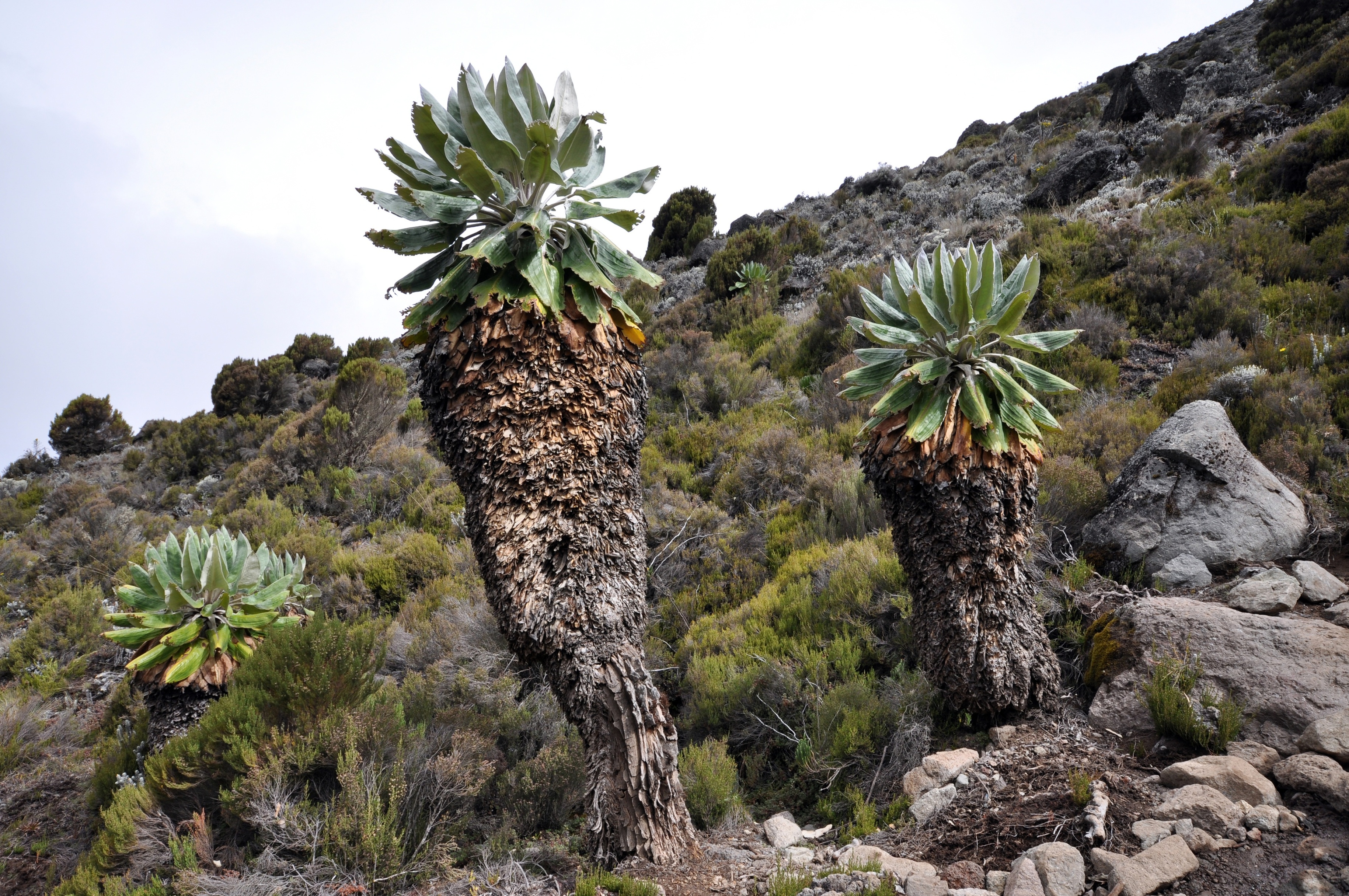 microscopic mosses and lichen mount kilimanjaro
