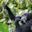 Gorilla eating