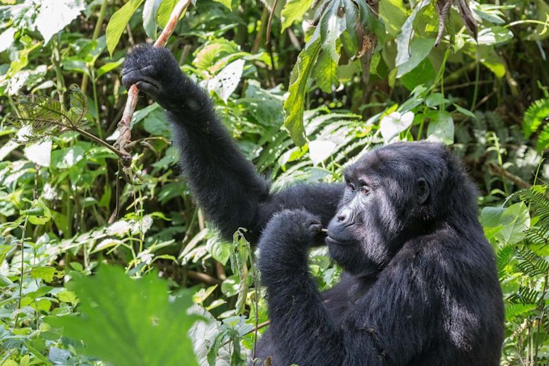 Gorilla eating