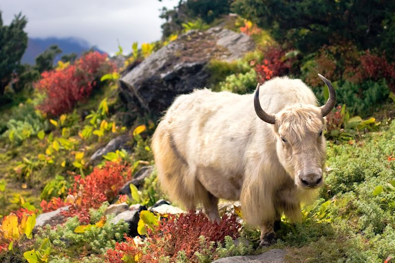 Yak in the Himalayas among lush vegetation