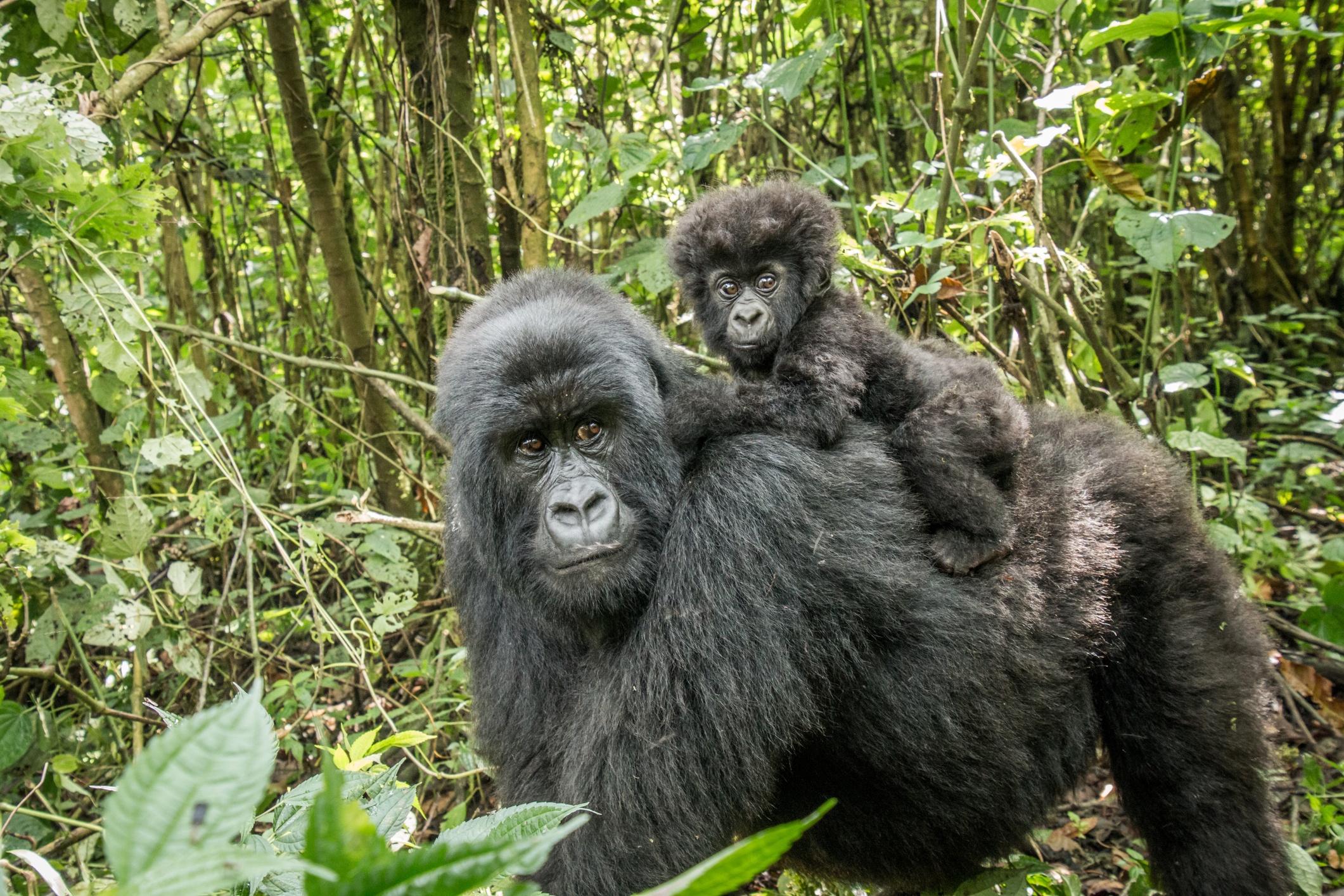Mother and infant mountain gorillas