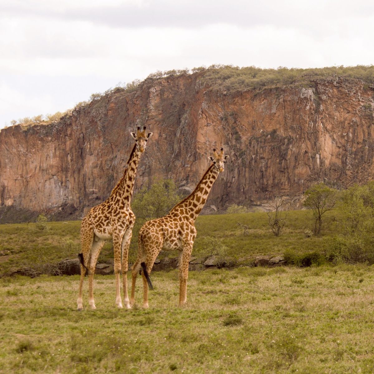 Giraffes standing in front of escarpment in Hell's Gate National Park, Kenya safari