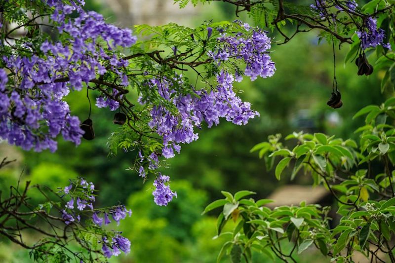 Jacarandas in Punakha, Bhutan