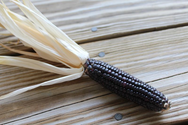 purple corn cob with husk pulled back