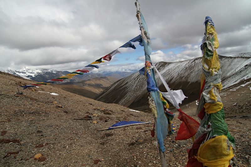 Ours. S. Nyele La 4,830 m. Jigme Dorji National Park. Bhutan