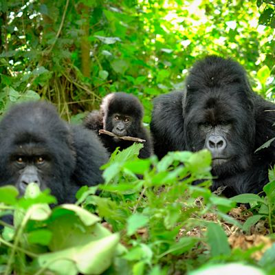Family of mountain gorillas with a baby gorilla and a silverback posing for picture in Rwanda