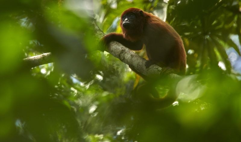 Red howler monkey in a tree in Peruvian Amazon rainforest