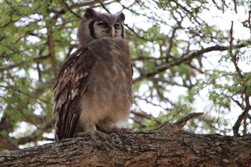 Verreaux's eagle owl in a tree