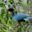 Ours. Great Blue Turaco, Kibale Forest, Uganda