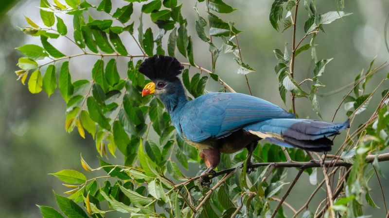 Ours. Great Blue Turaco, Kibale Forest, Uganda