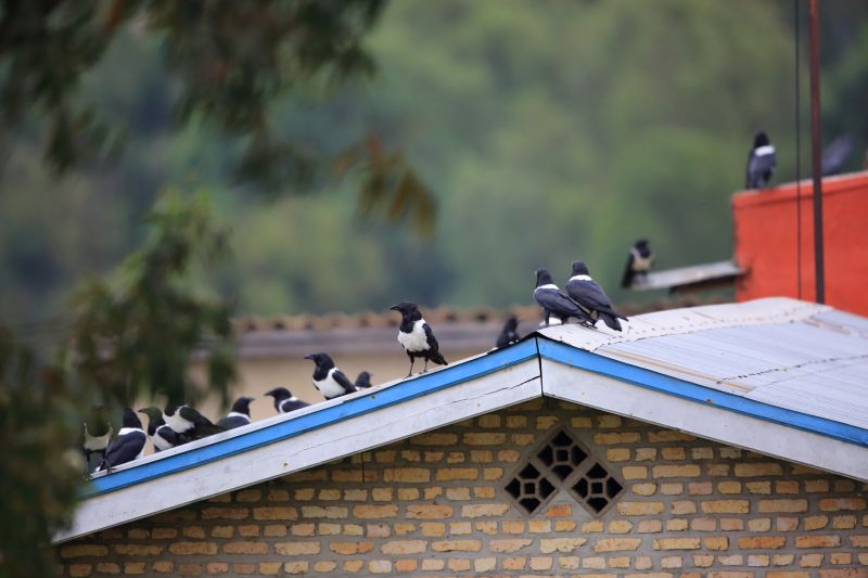 Pied crows on road in Nyungwe Forest National Park, Rwanda