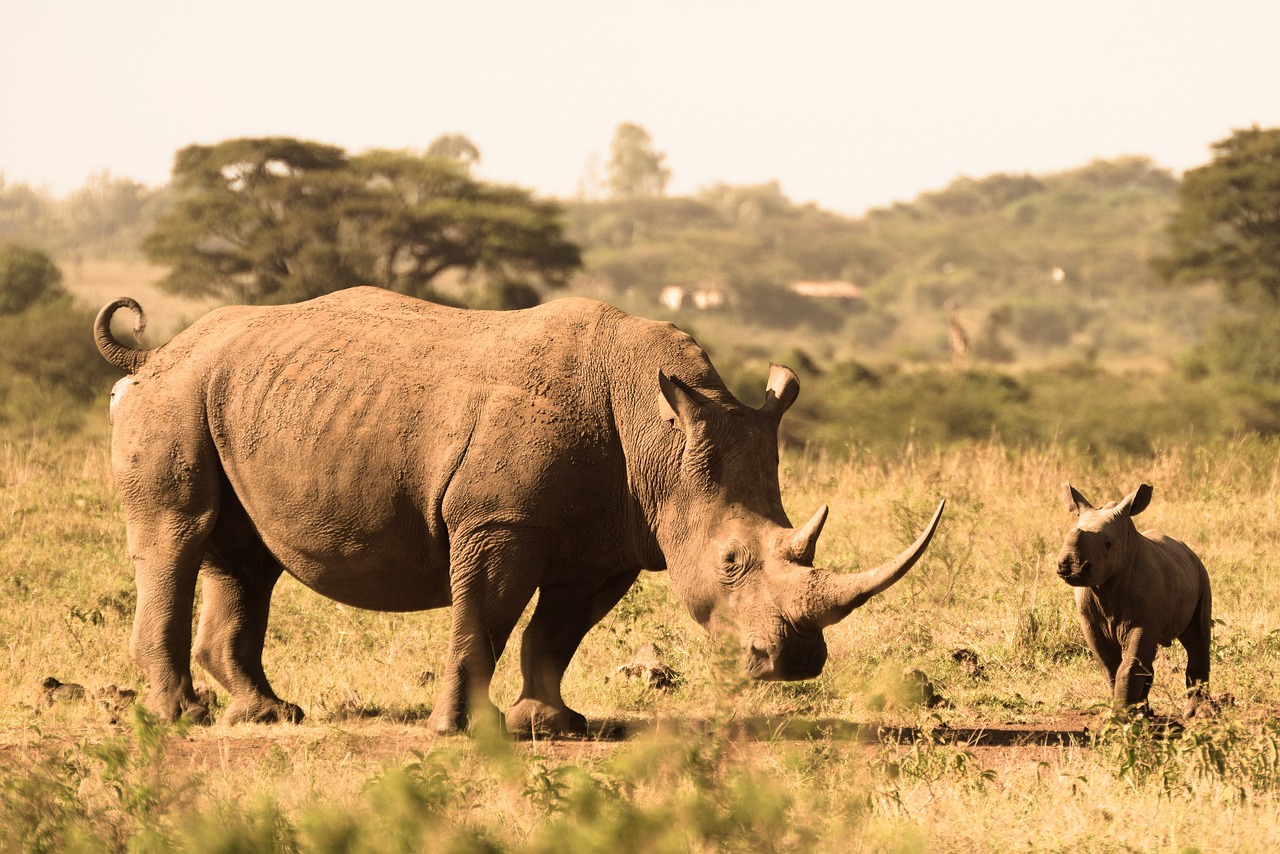 Mother white rhino with rhino calf in dry grasslan, East Africa safari