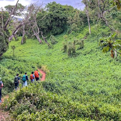 Kilimanjaro - Rainforest trekking group