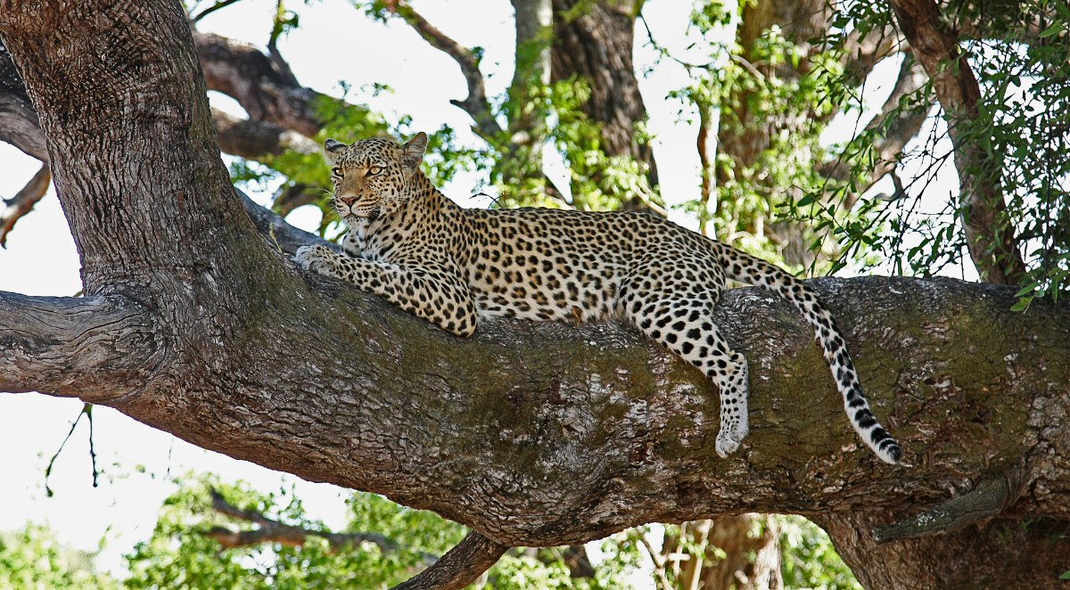 Leopard spotted in a tree