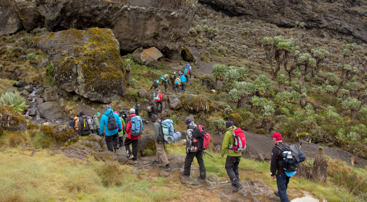 Hikers trekking Kilimanjaro Machame Route