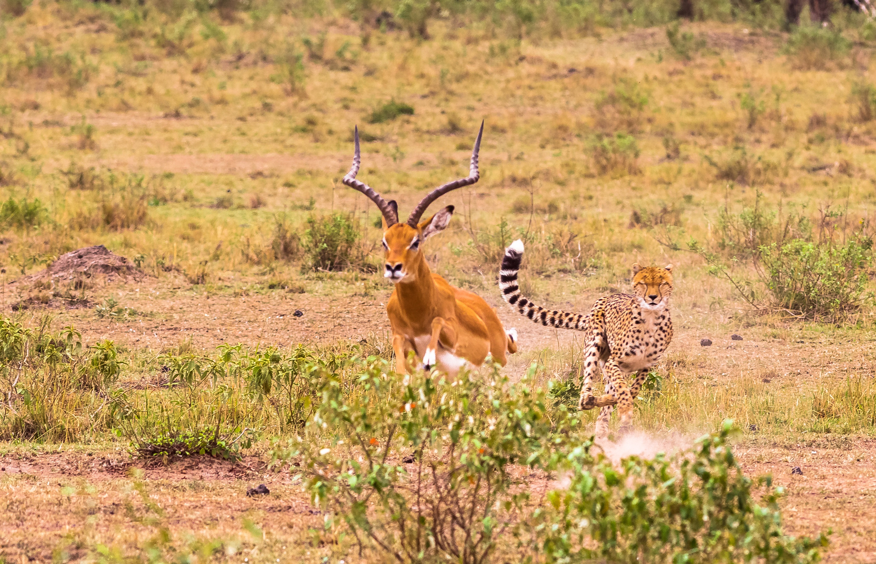 Cheetah chasing an antelope in Maasai Mara Reserve, Kenya safari