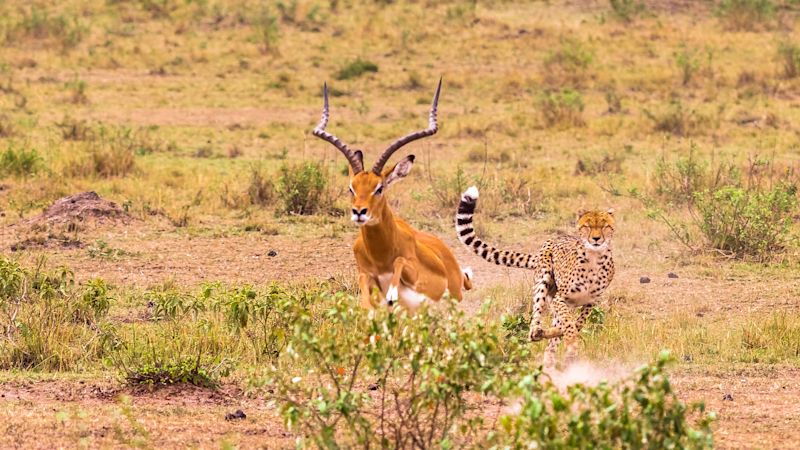 Cheetah chasing an antelope in Maasai Mara Reserve, Kenya safari