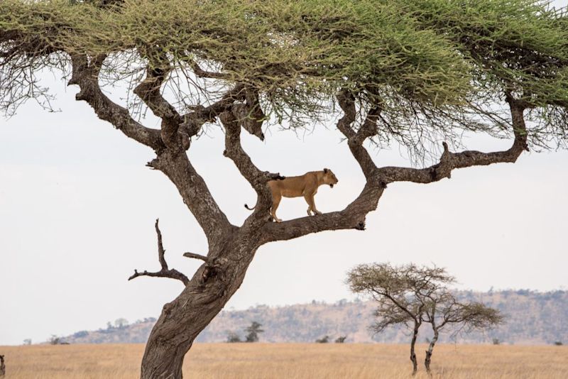 tree-climbing lion