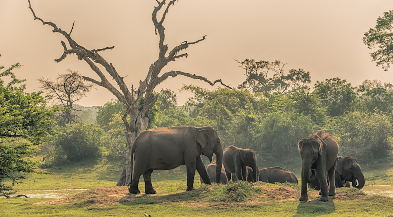 Sri Lanka: wild elephants in jungle, Yala National Park