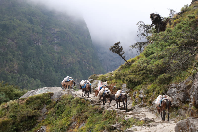 Donkey transporting goods on EBC trek route. Nepal