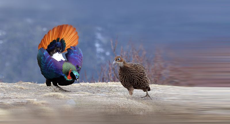 Himalayan monals Nepal