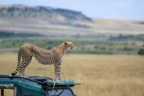 Ours. Cheetah on vehicle, Masai Mara, Kenya safari