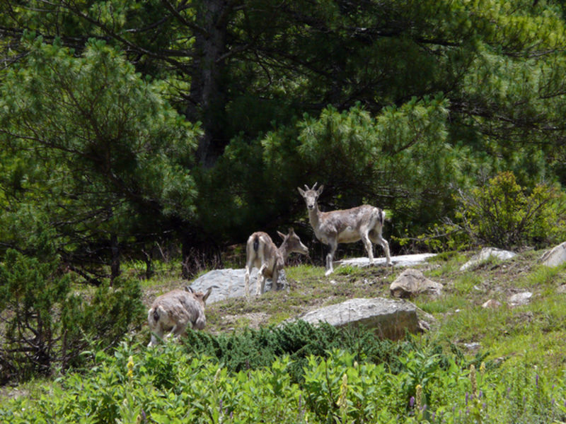 Grey musk deer in Himalayan pine forest at 3,500 m in Nepal