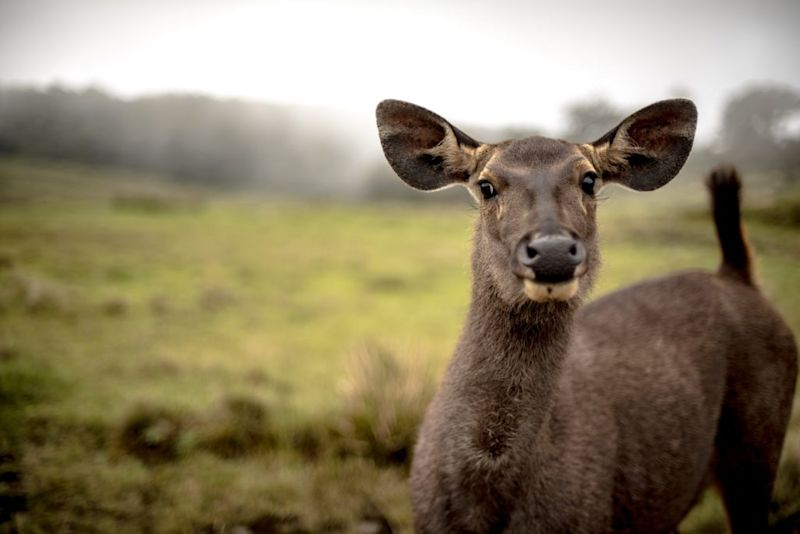 Sambar deer in mist in Sri Lanka
