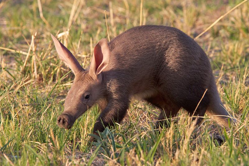 Ours. S. Baby Aardvark in the Okavango Delta, Botswana