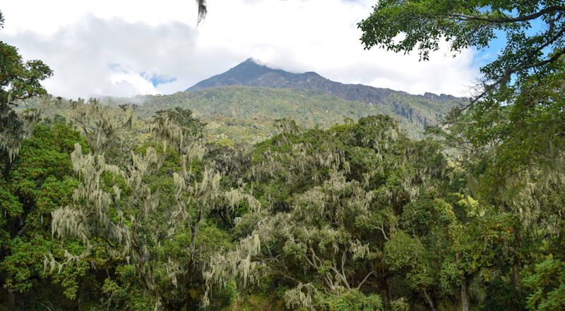 Forest of Mount Meru against a blue sky, Arusha National Park, Tanzania