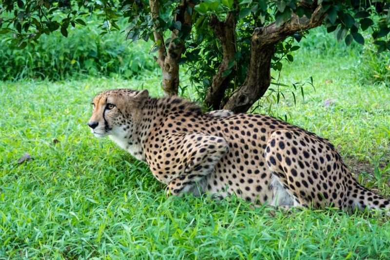 Crouched cheetah in grass at Cheetah-s Rock, animal conservation centre on Zanzibar