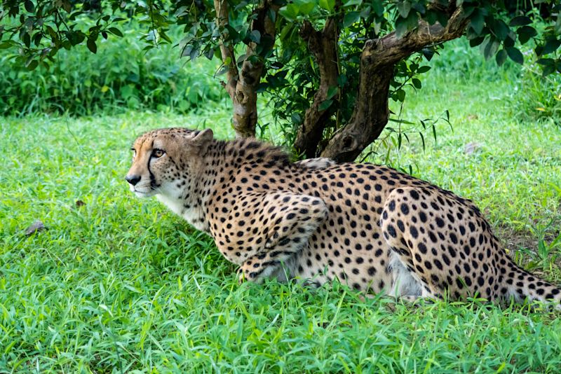 Crouched cheetah in grass at Cheetah-s Rock, animal conservation centre on Zanzibar