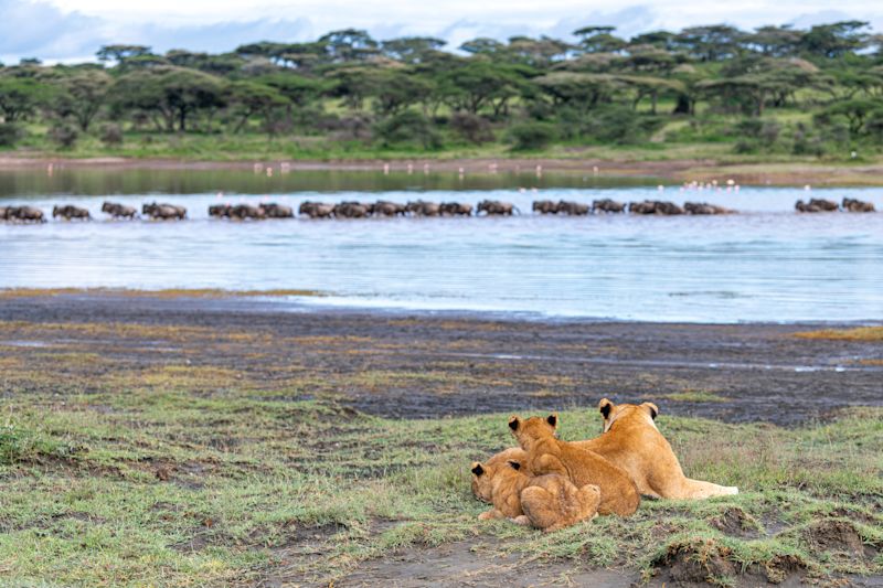 Ours. Lioness and cubs watching wildebeests crossing Ndutu Lake, Serengeti, Tanzania