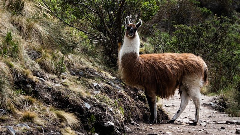 Alpaca on the Inca Trail on the way up Dead Woman's Pass, Peru