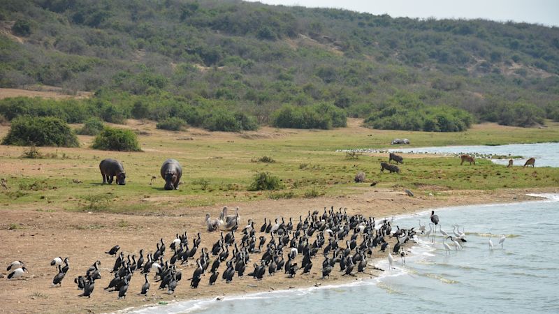 Kazinga Channel Queen Elizabeth National Park Uganda safari