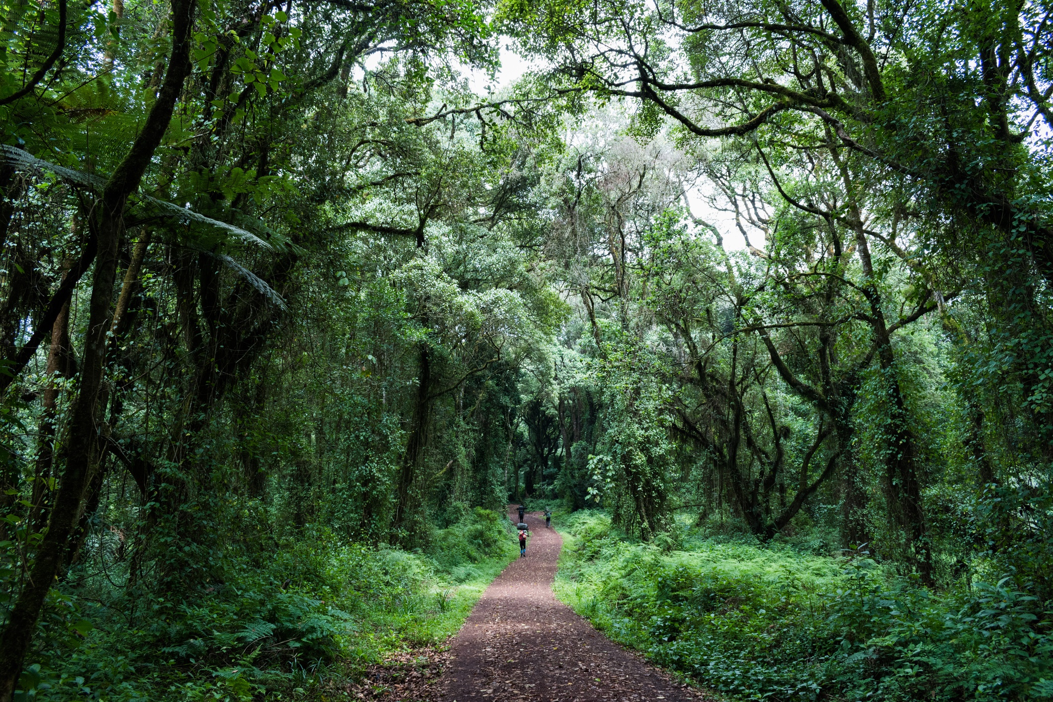 Unrecognisable male porters carry loads on their backs and heads on the Machame route of Kilimanjaro