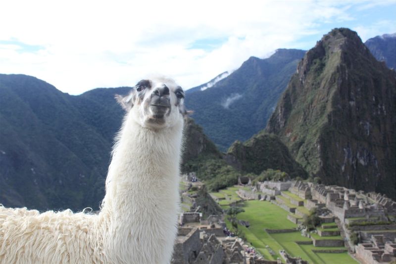 Llama looking into camera with Machu Picchu in background